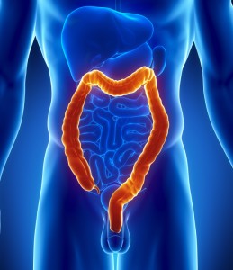 Male colon anatomy - digestive system