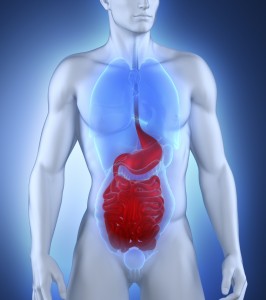 MAle digestive system anatomy